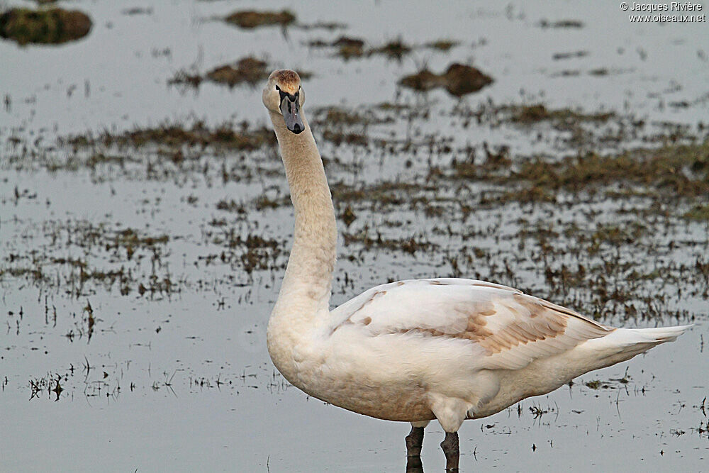 Cygne tuberculé1ère année