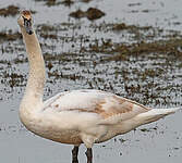 Cygne tuberculé