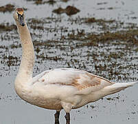 Mute Swan