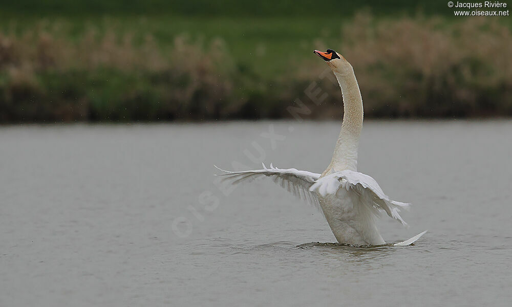 Mute Swan male adult breeding