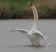 Cygne tuberculé