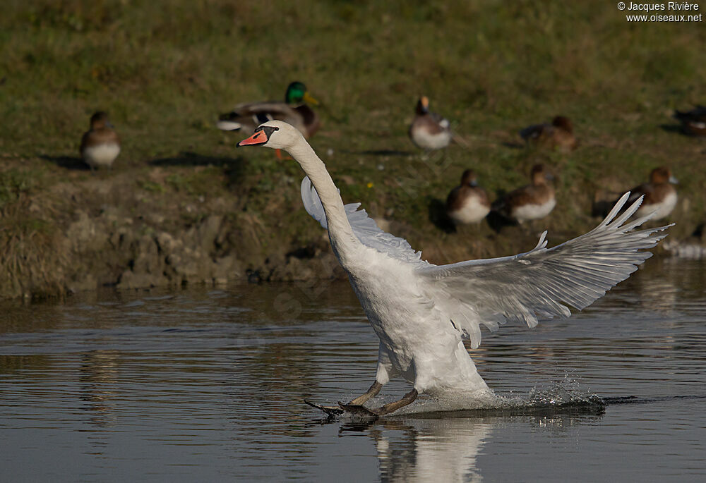 Cygne tuberculé femelle adulte internuptial