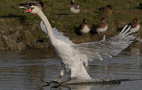 Mute Swan