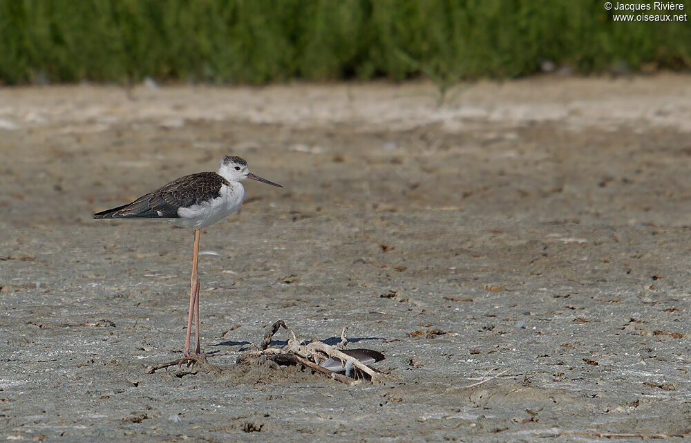 Black-winged Stiltimmature