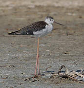 Black-winged Stilt