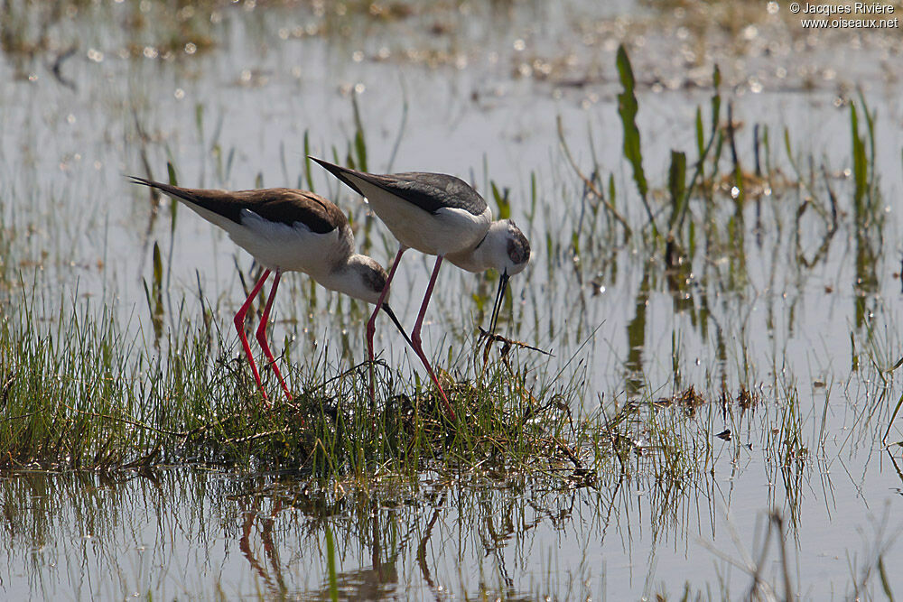 Black-winged Stilt adult breeding, Reproduction-nesting