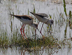 Black-winged Stilt