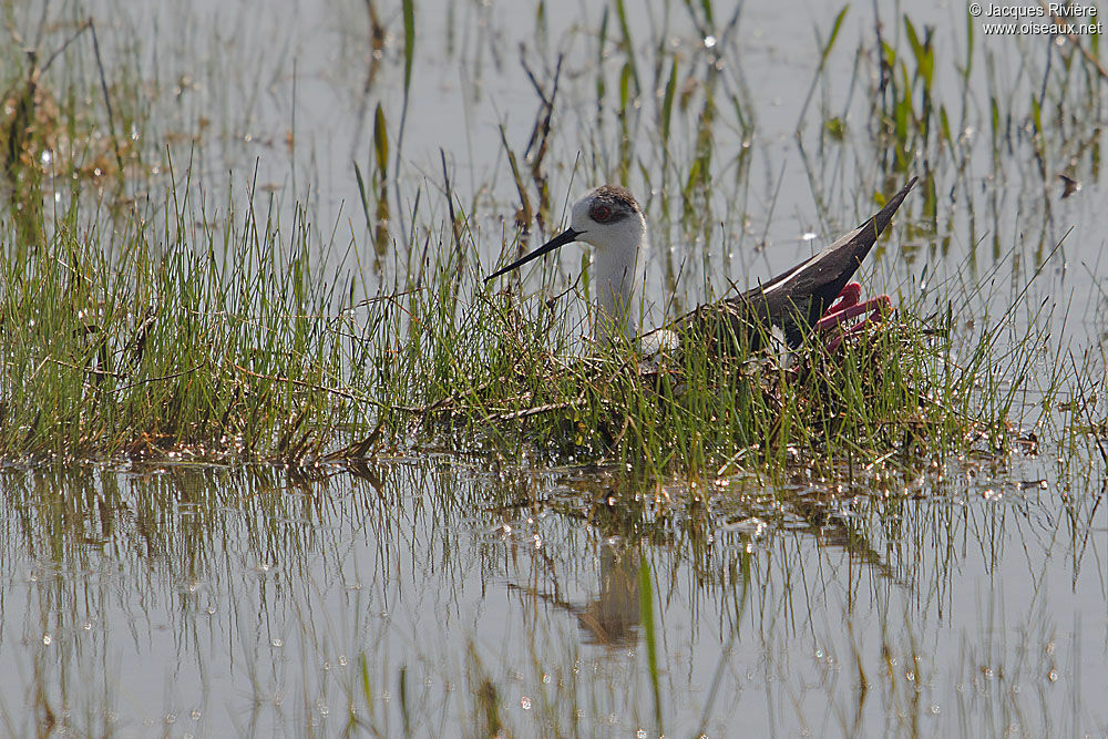 Black-winged Stilt male adult breeding