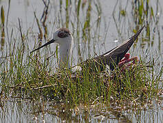 Black-winged Stilt