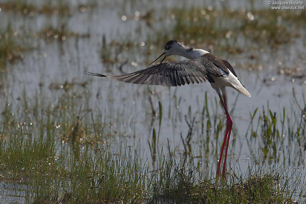 Black-winged Stilt male adult breeding, Behaviour