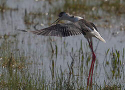 Black-winged Stilt