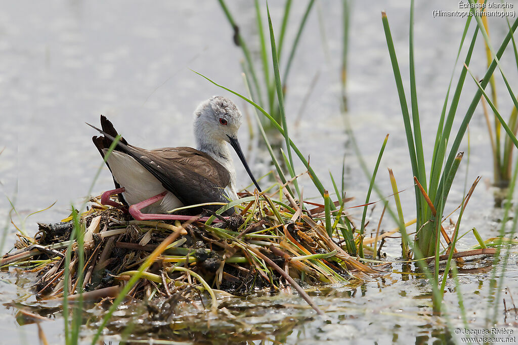 Black-winged Stilt female adult breeding, identification, Reproduction-nesting