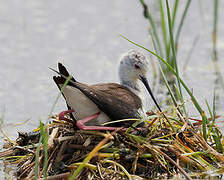 Black-winged Stilt