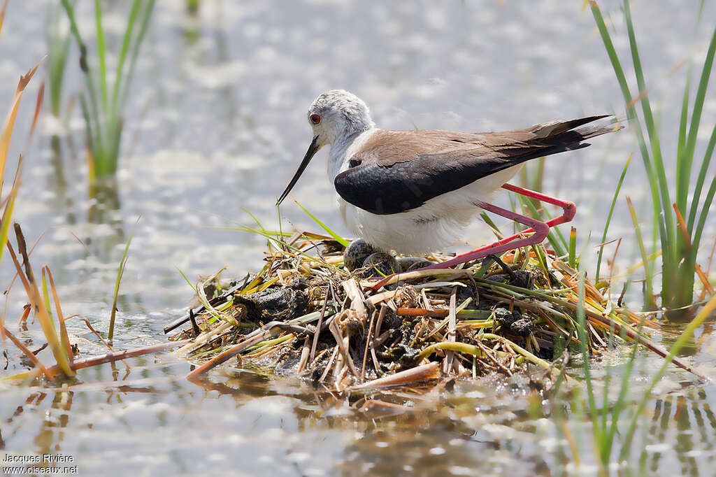 Black-winged Stilt female adult breeding, Reproduction-nesting