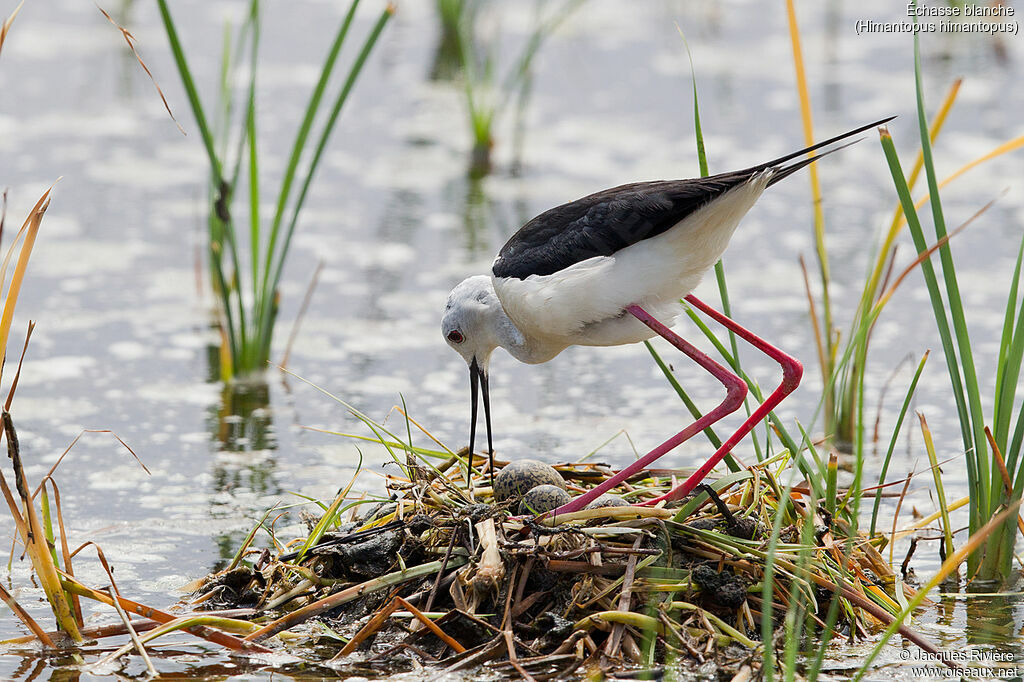 Black-winged Stilt male adult breeding, identification, Reproduction-nesting