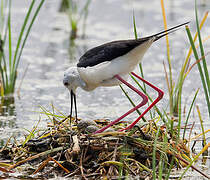 Black-winged Stilt