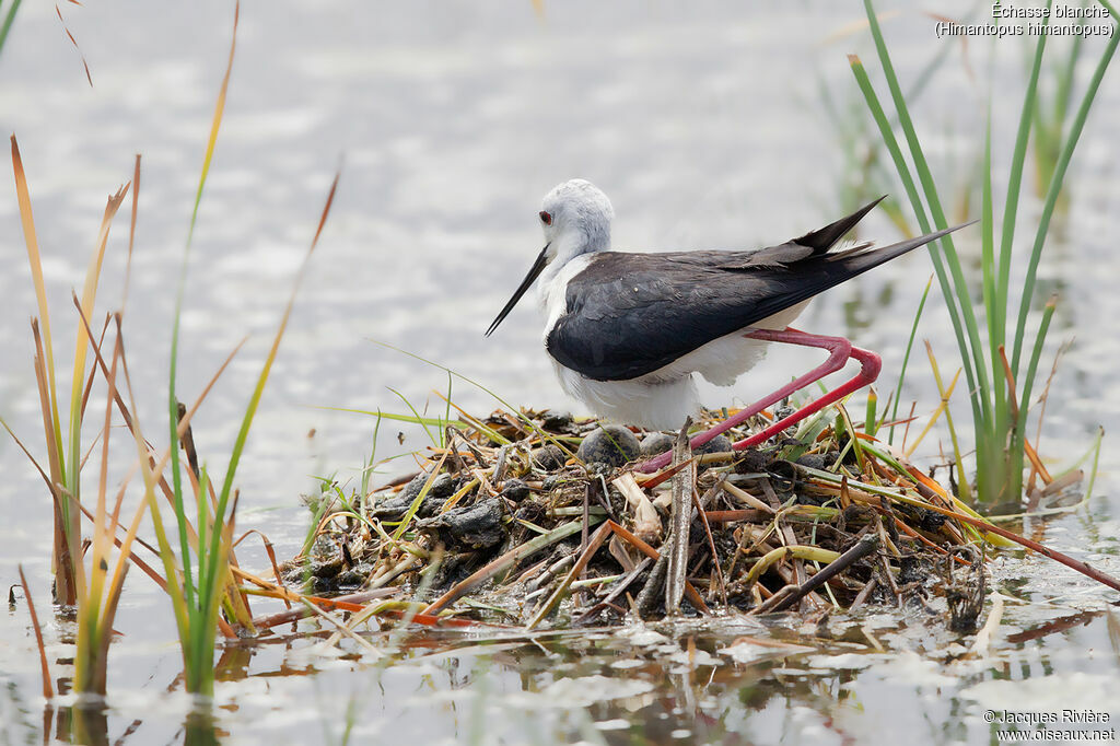 Black-winged Stilt male adult, identification, Reproduction-nesting