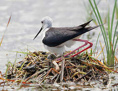 Black-winged Stilt