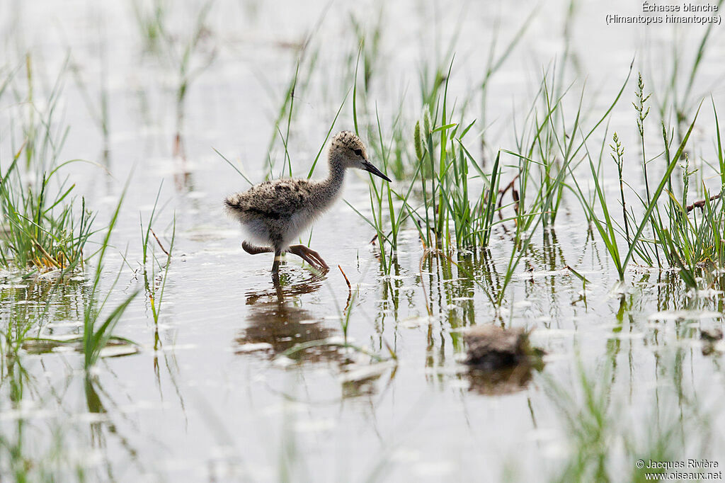 Black-winged StiltPoussin, identification, Reproduction-nesting