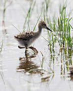 Black-winged Stilt