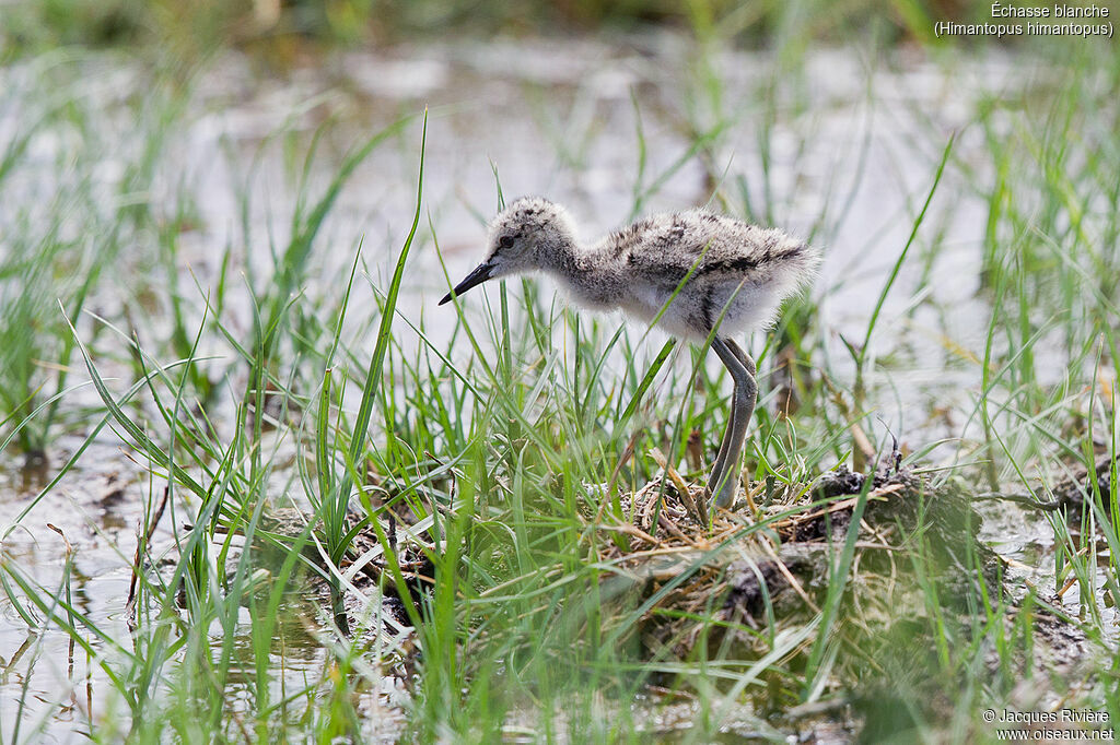 Black-winged StiltPoussin, identification