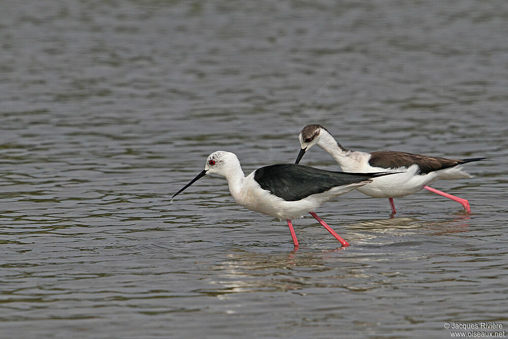 Black-winged Stiltadult breeding, Behaviour