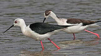 Black-winged Stilt