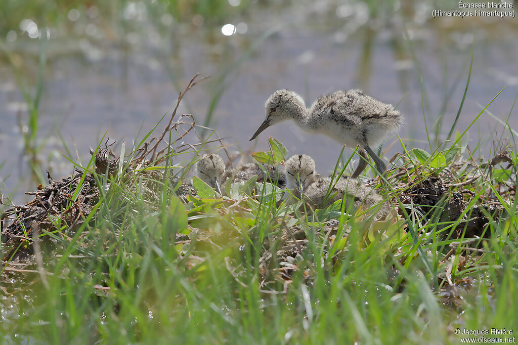 Black-winged Stilt