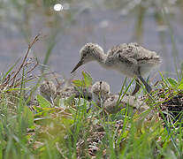 Black-winged Stilt