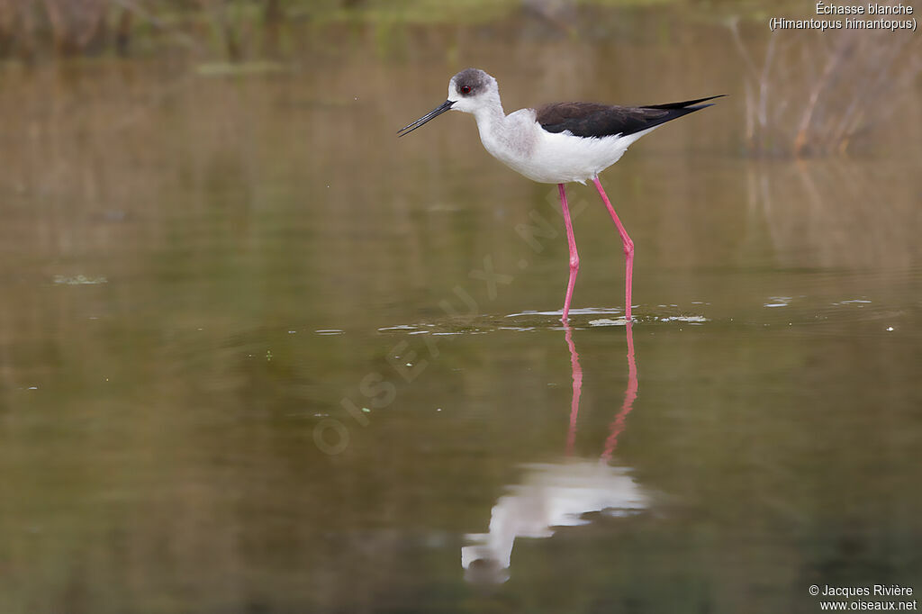 Black-winged Stilt female adult breeding