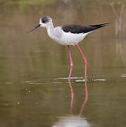 Black-winged Stilt