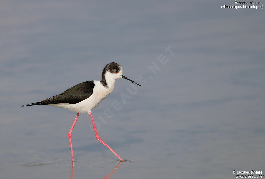 Black-winged Stilt male adult breeding, identification