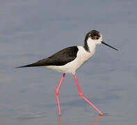 Black-winged Stilt