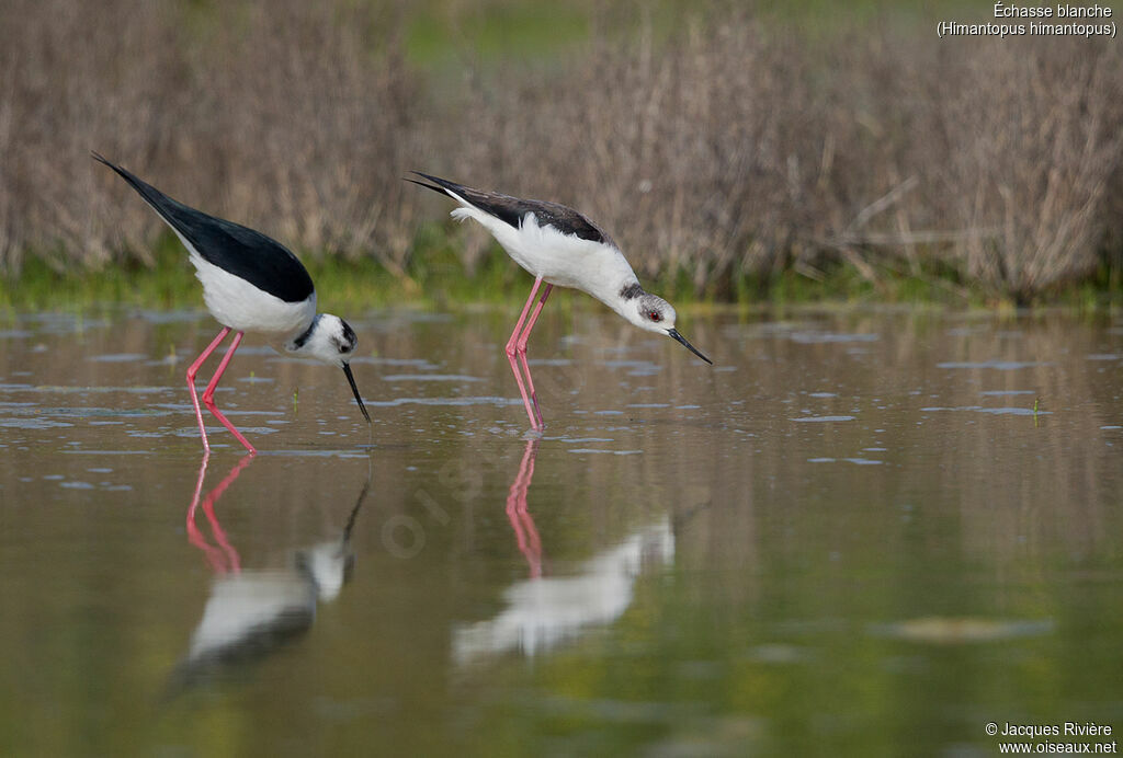 Black-winged Stiltadult breeding, mating.