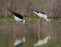 Black-winged Stilt