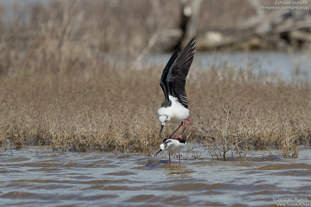 Black-winged Stiltadult, mating.