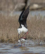 Black-winged Stilt