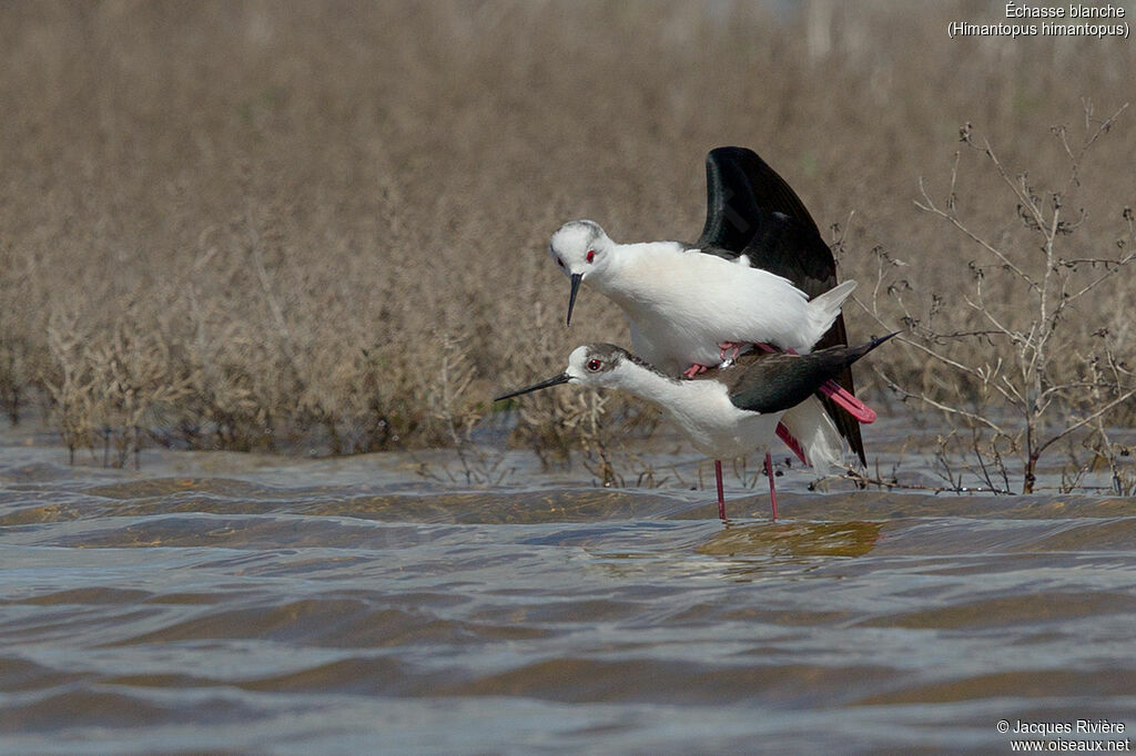 Black-winged Stiltadult breeding, mating.