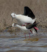 Black-winged Stilt