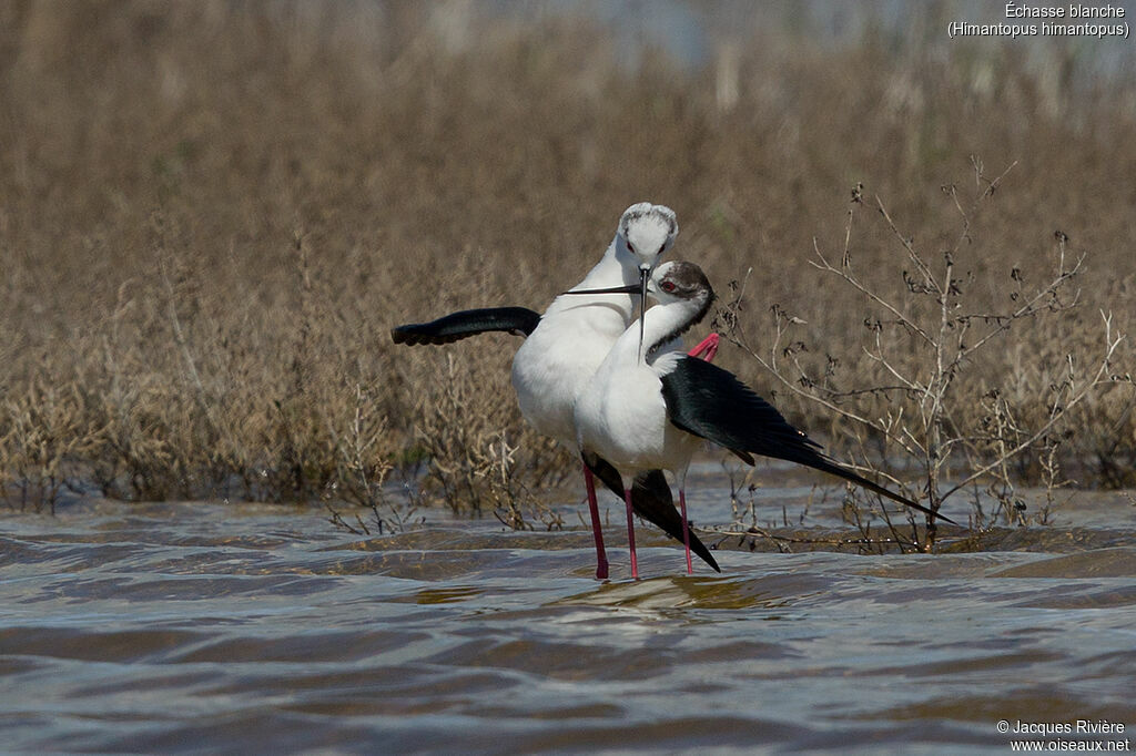 Black-winged Stiltadult breeding, mating.