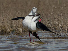 Black-winged Stilt