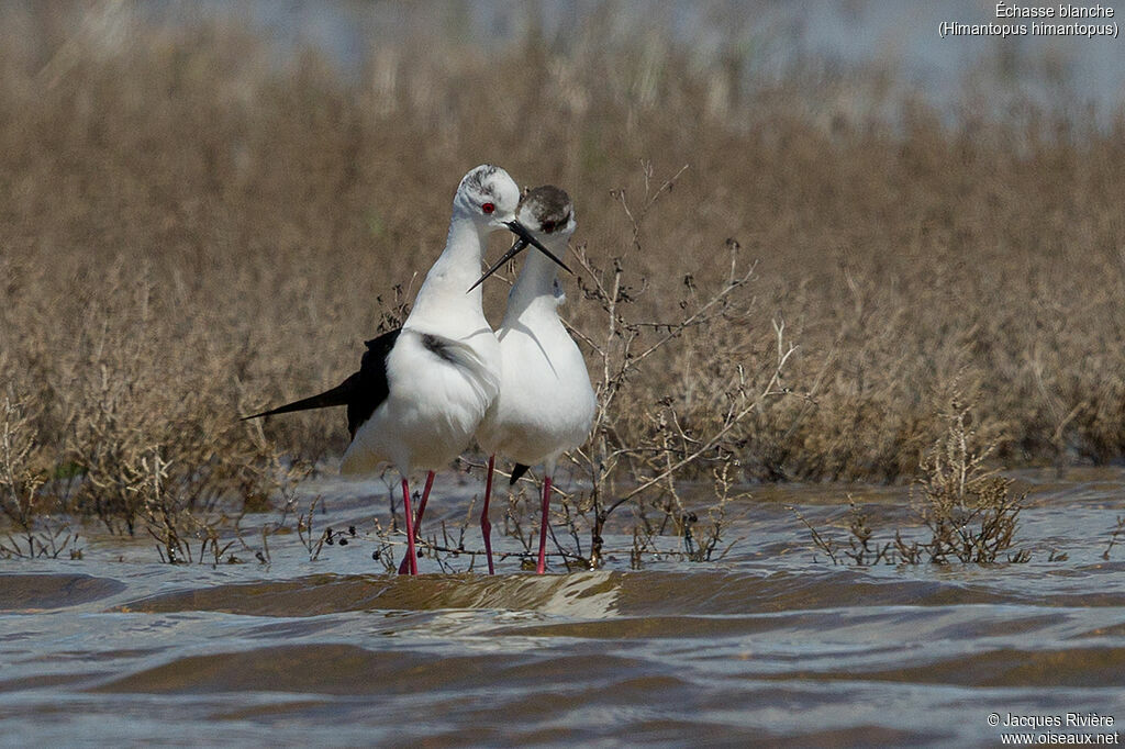 Échasse blanche