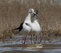 Black-winged Stilt