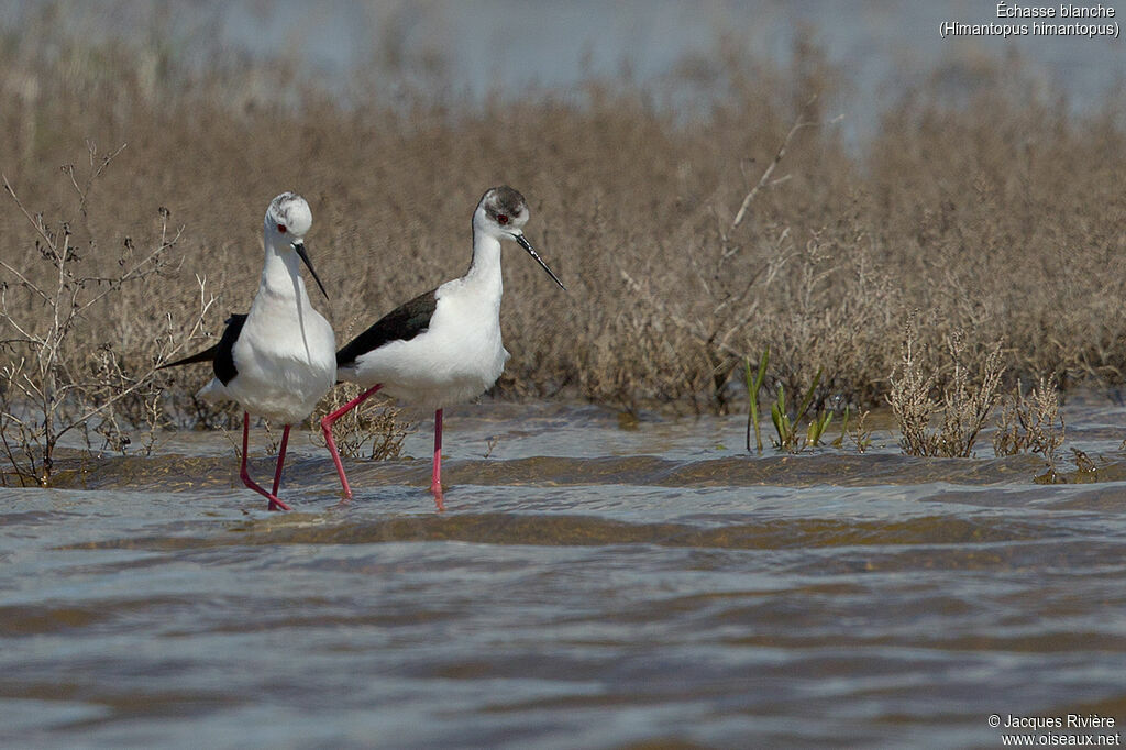 Échasse blancheadulte nuptial, accouplement.