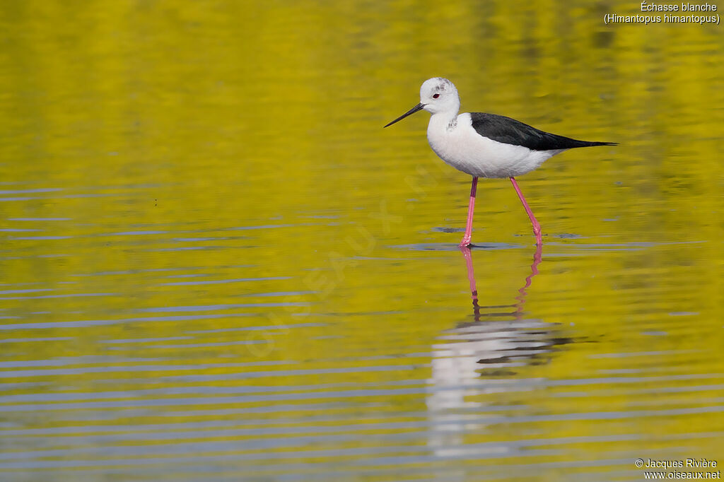 Black-winged Stilt male adult breeding, identification, walking