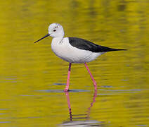 Black-winged Stilt