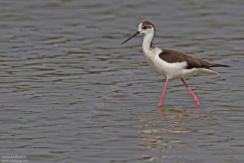 Black-winged Stilt female adult breeding