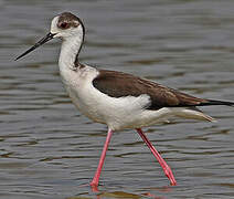 Black-winged Stilt