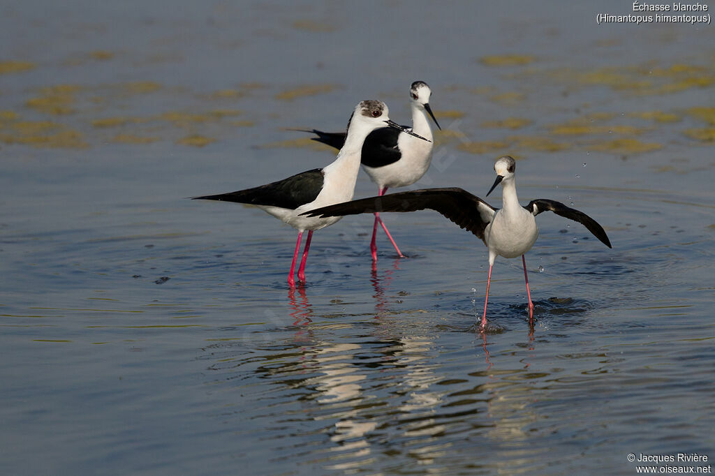 Black-winged Stiltadult breeding