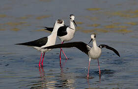 Black-winged Stilt